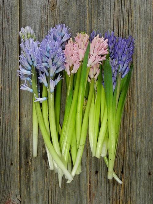 ASSORTED HYACINTH